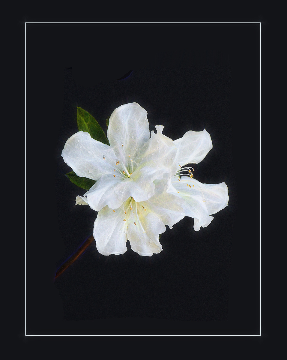 White Azalea