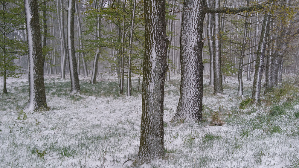 Spring Blizzard