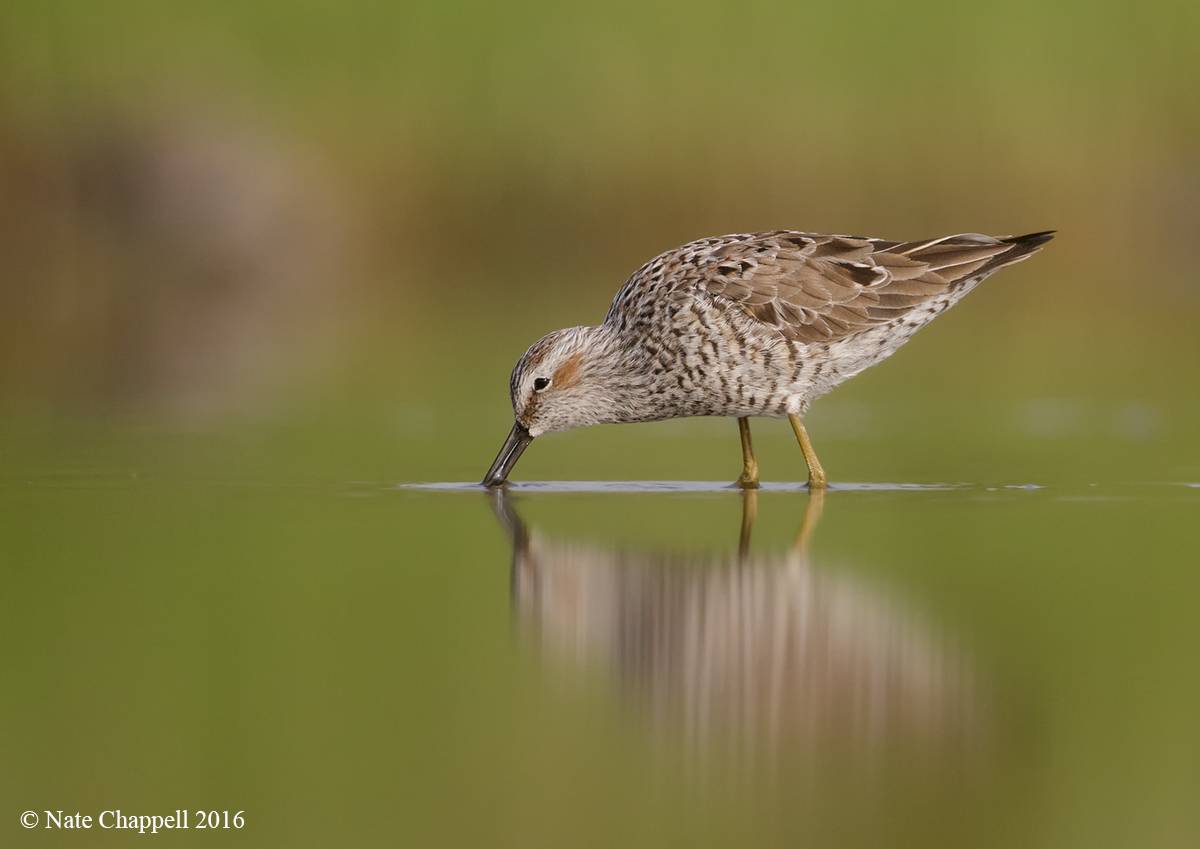 Stilt Sandpiper 