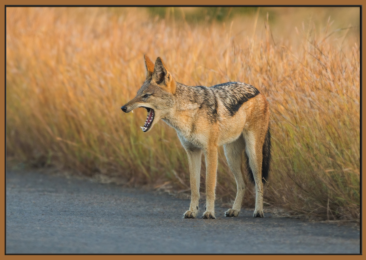 Black-Backed Jackal