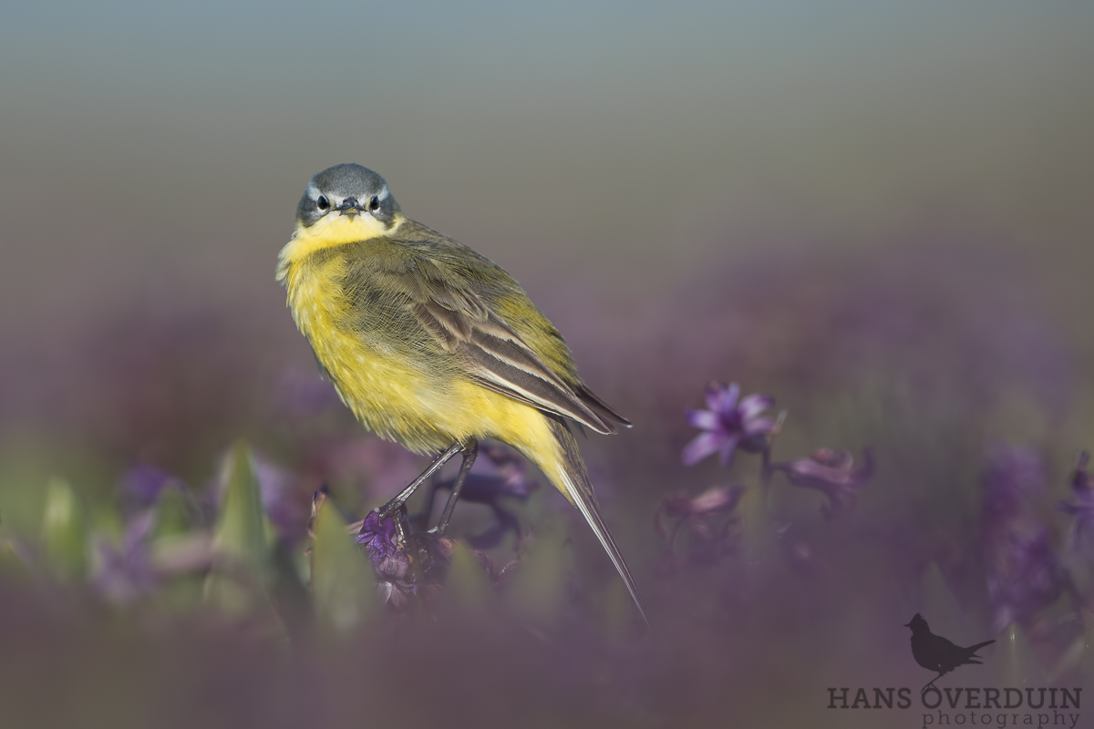 Blue-headed Wagtail