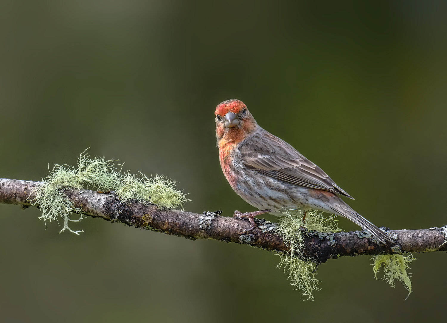 House Finch