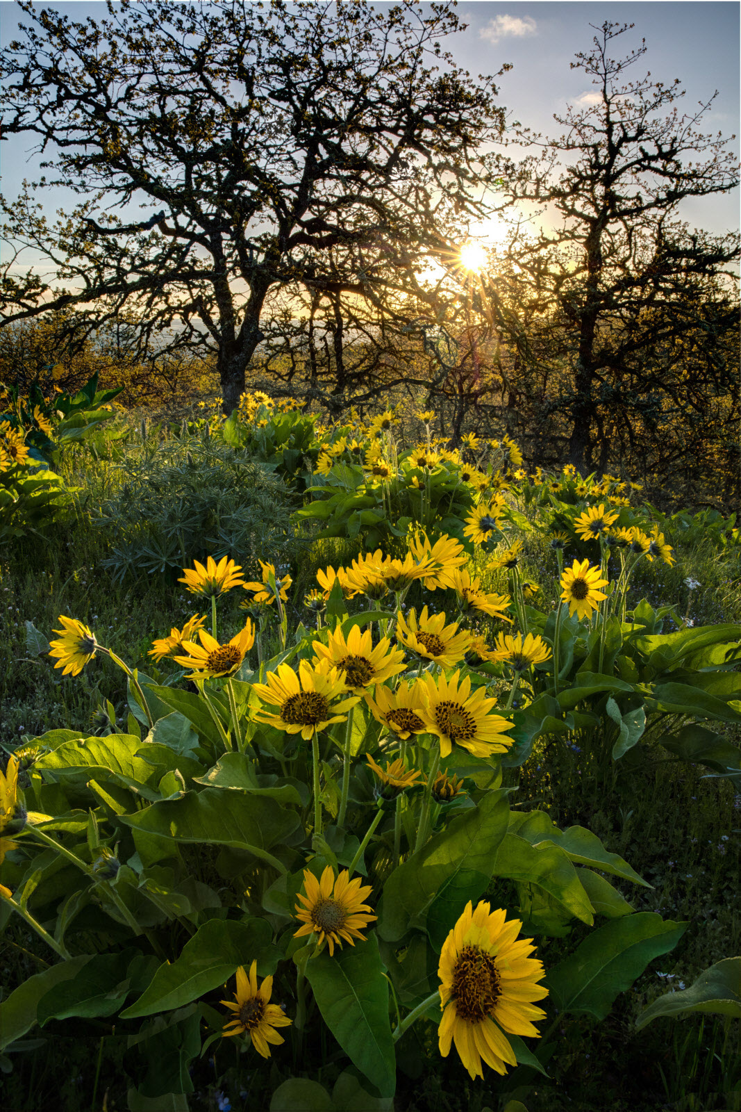 Memaloose Hills, Spring 