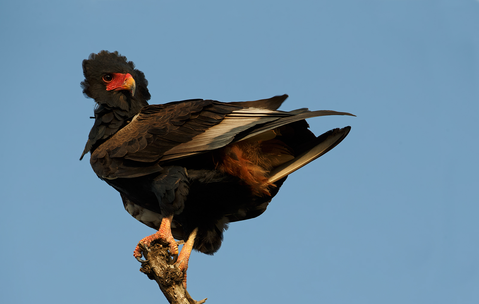 Bateleur
