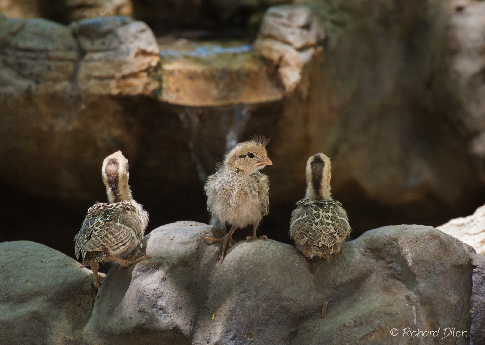 Gambel's Quail