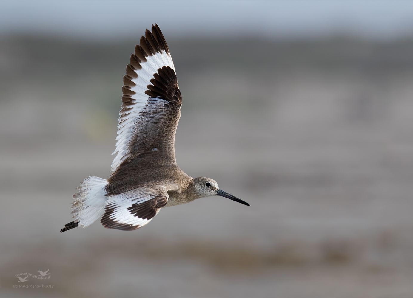 Willet
