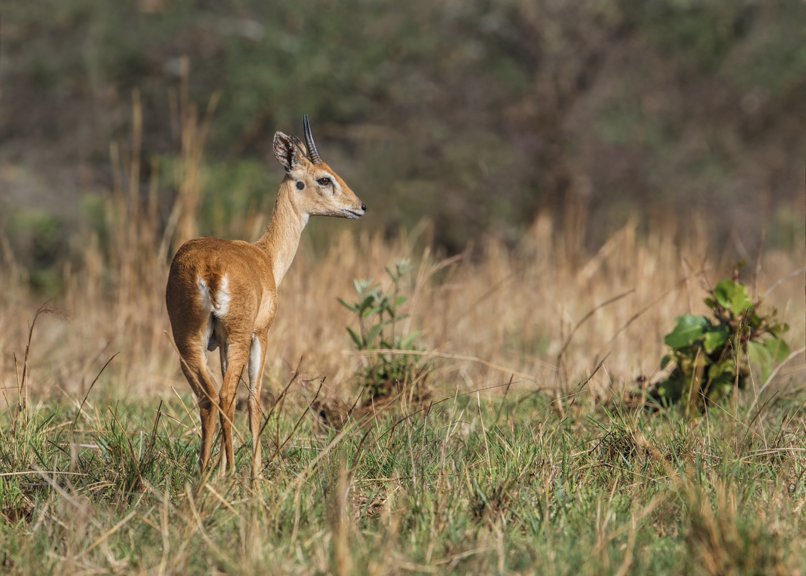 Oribi