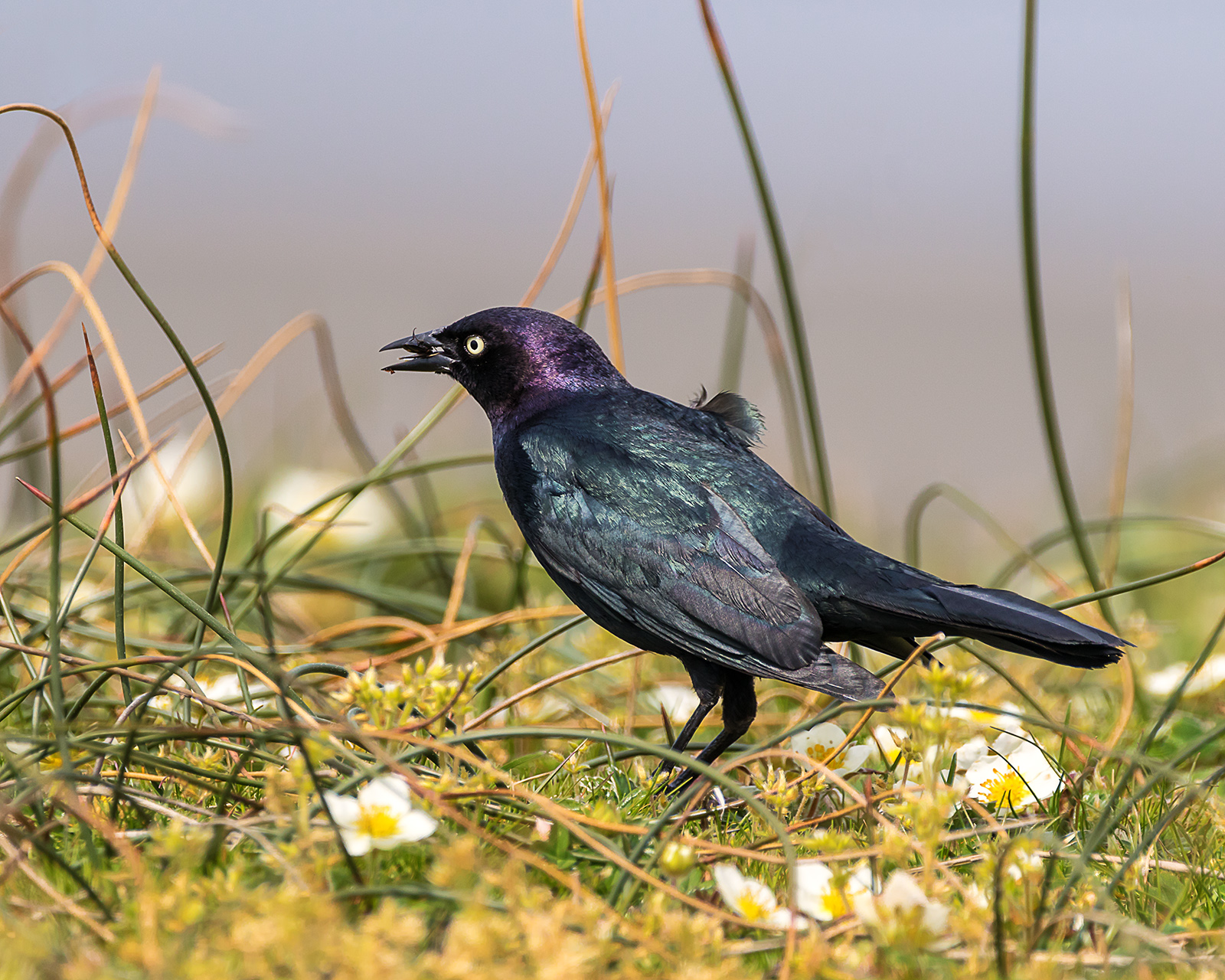Brewer's Blackbird
