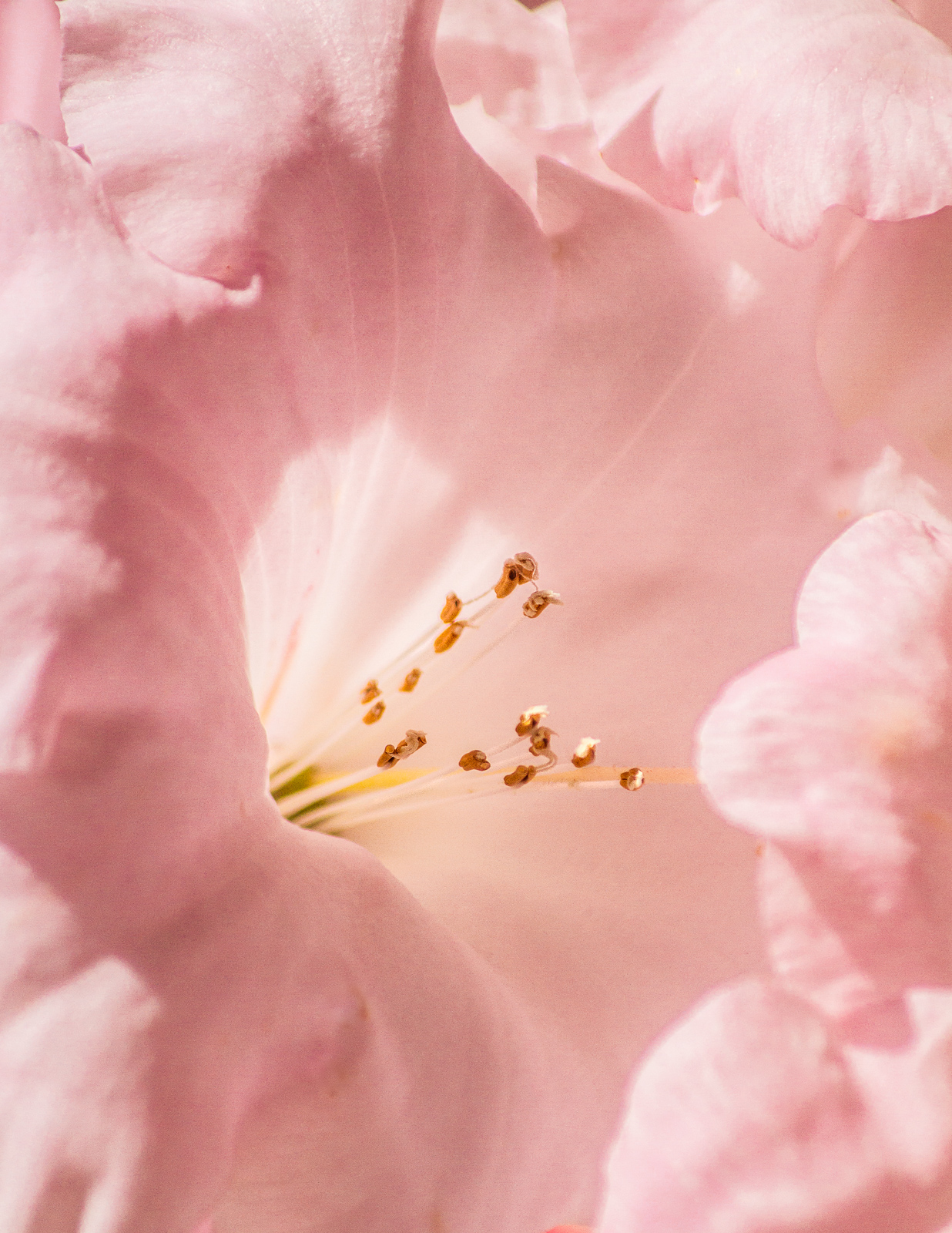 Rhododendron