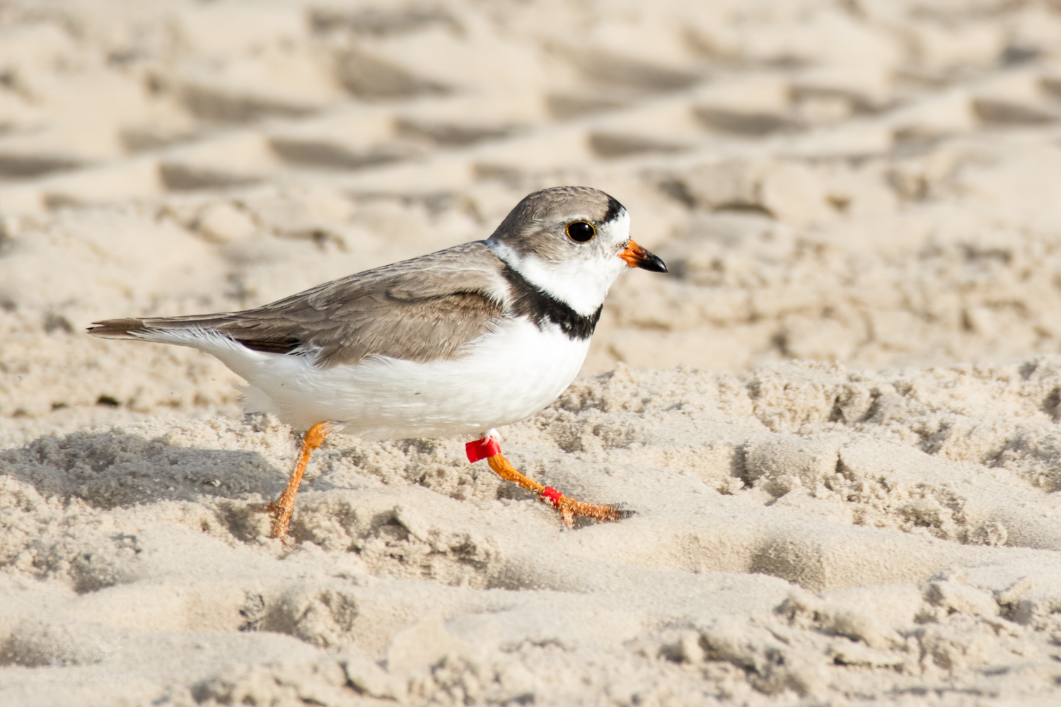 Piping Plover