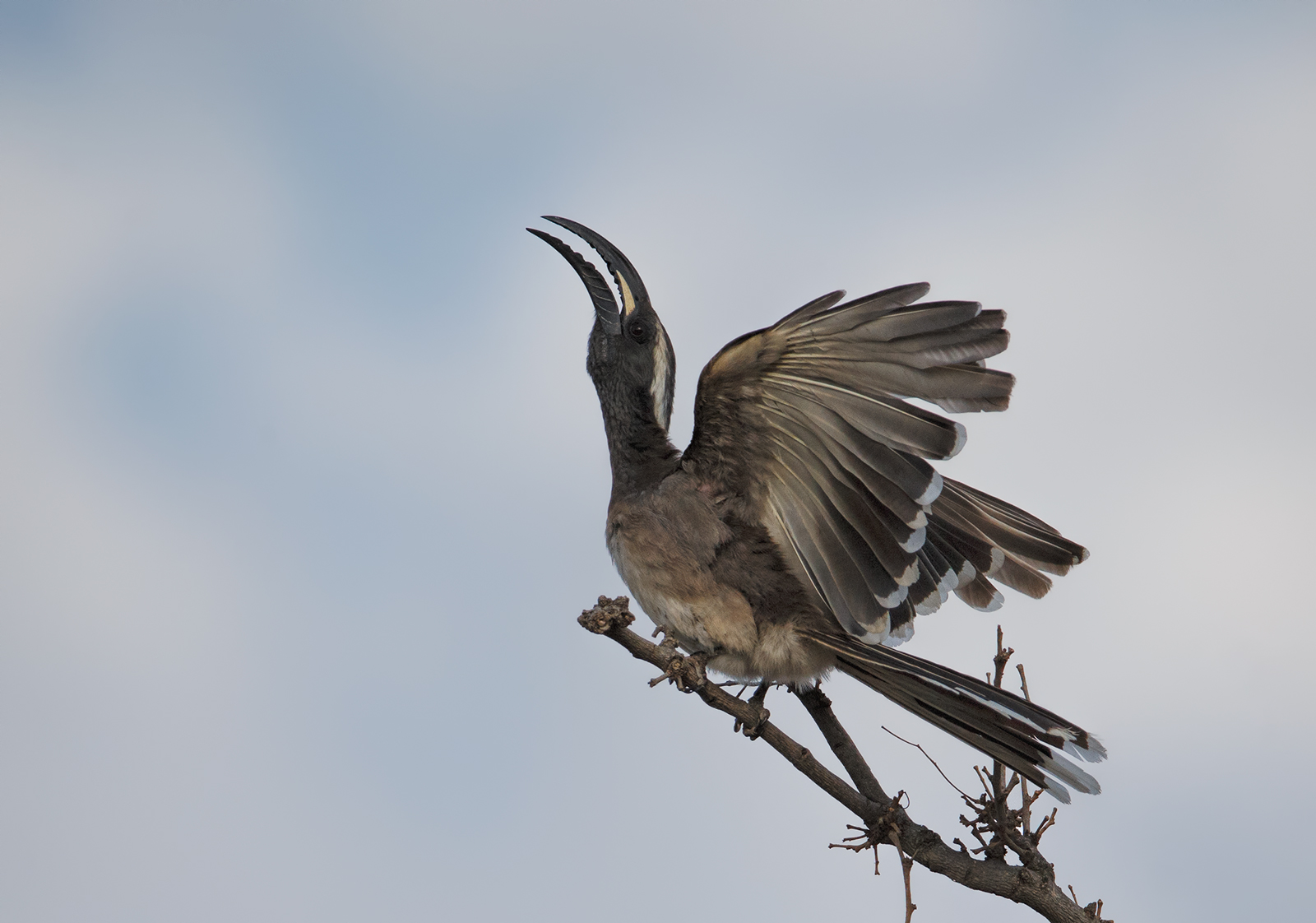 Grey Hornbill