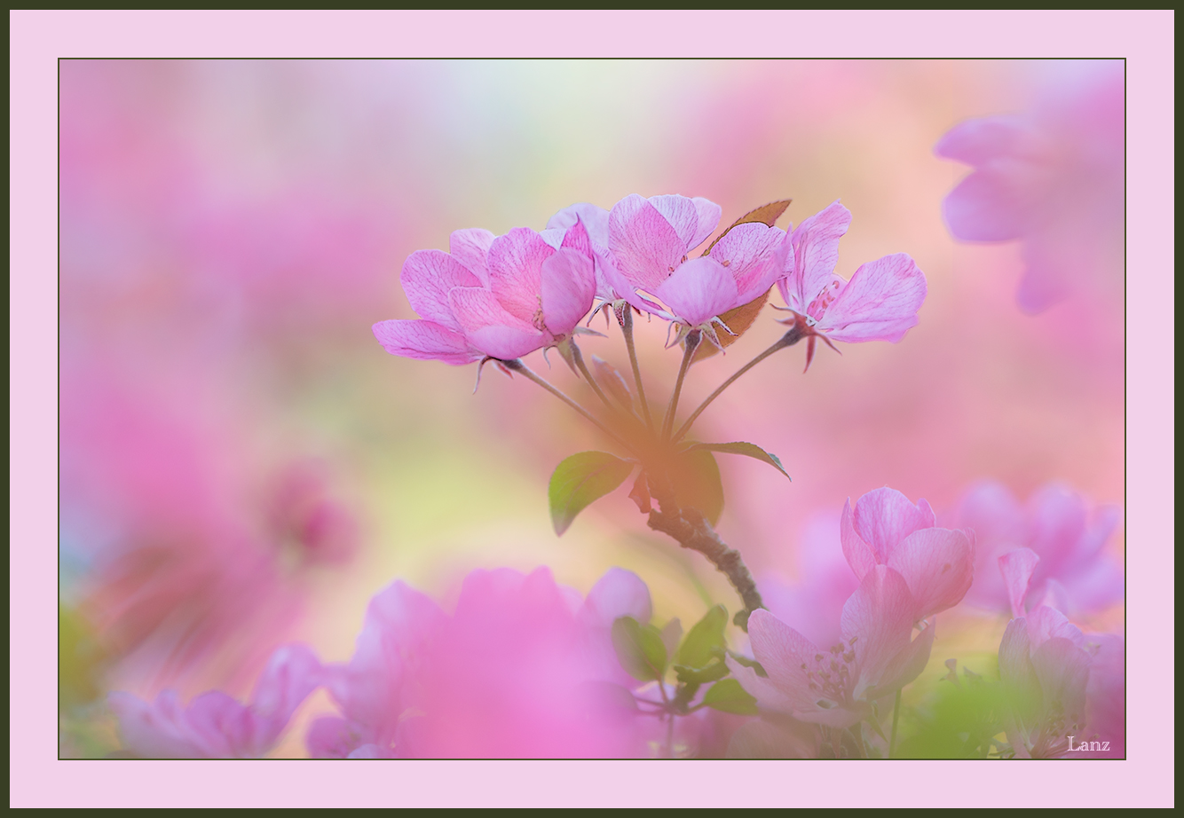 Blossom Time