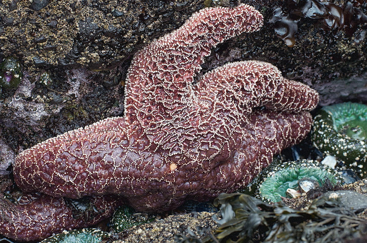 Purple Sea Star