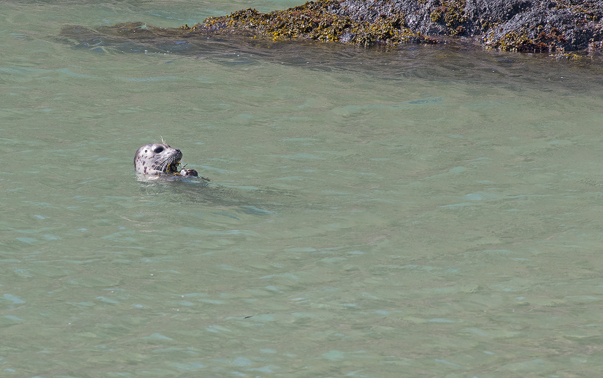 Harbor Seal