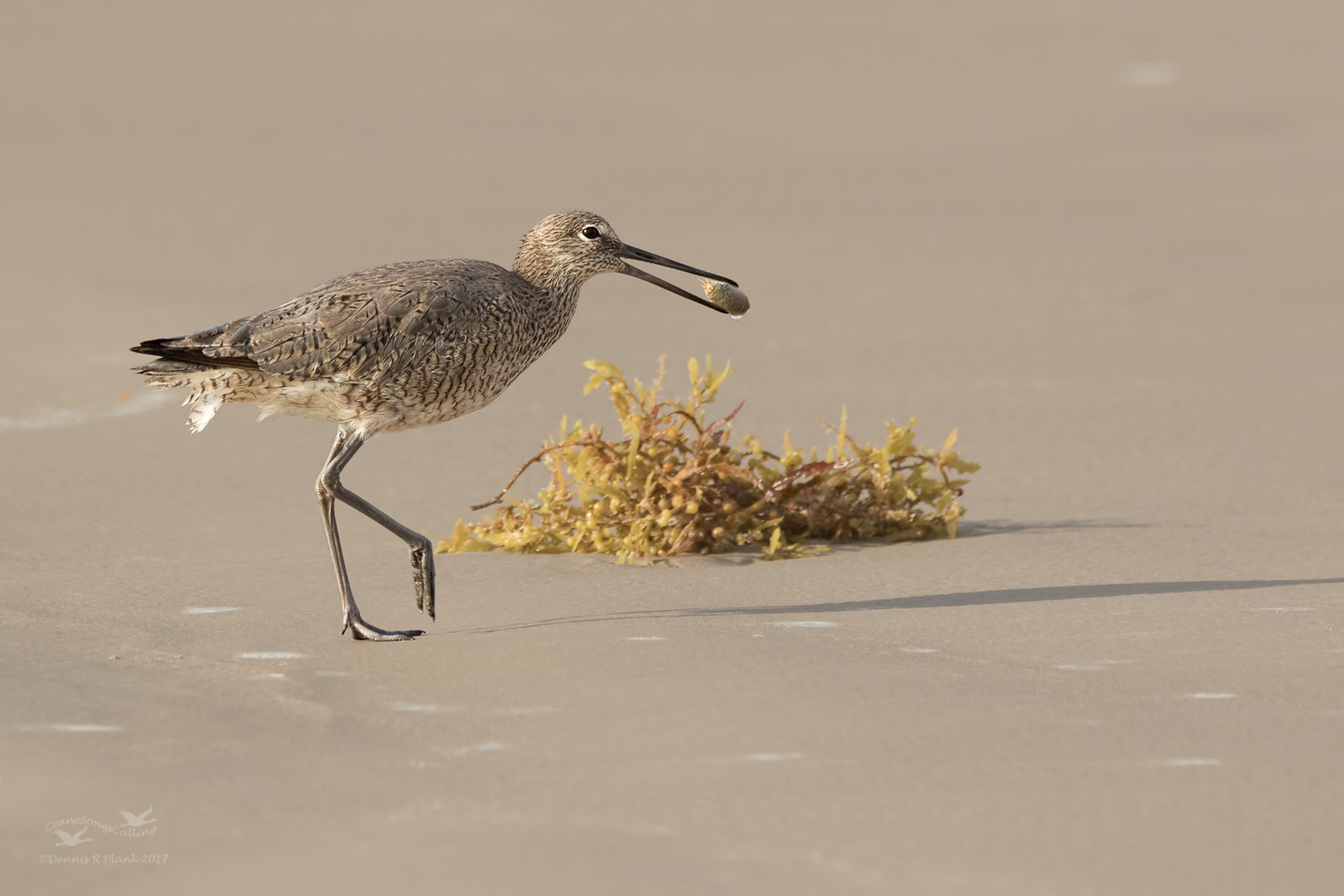 Another Willet
