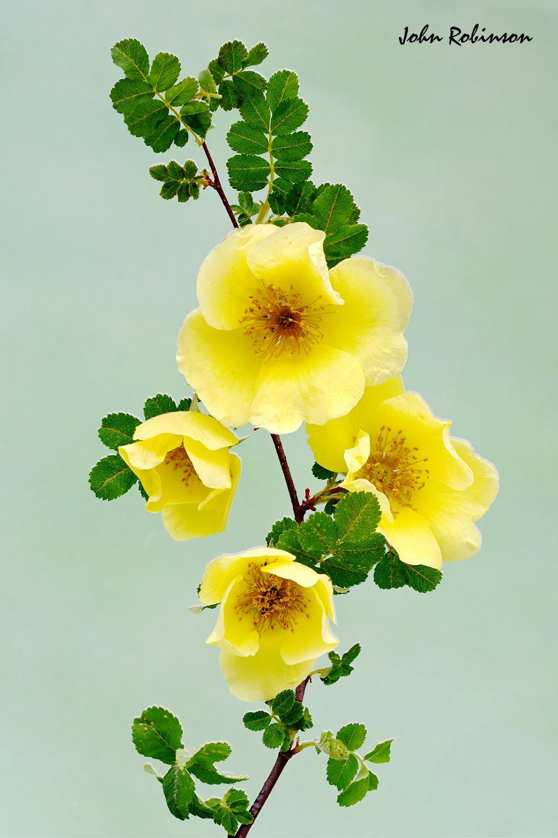 Canary Bird
