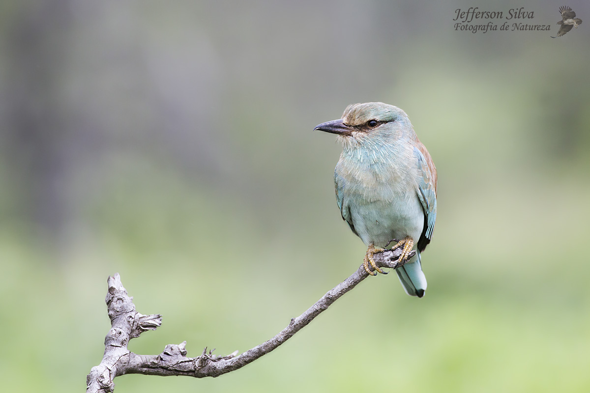 Coracias garrulus