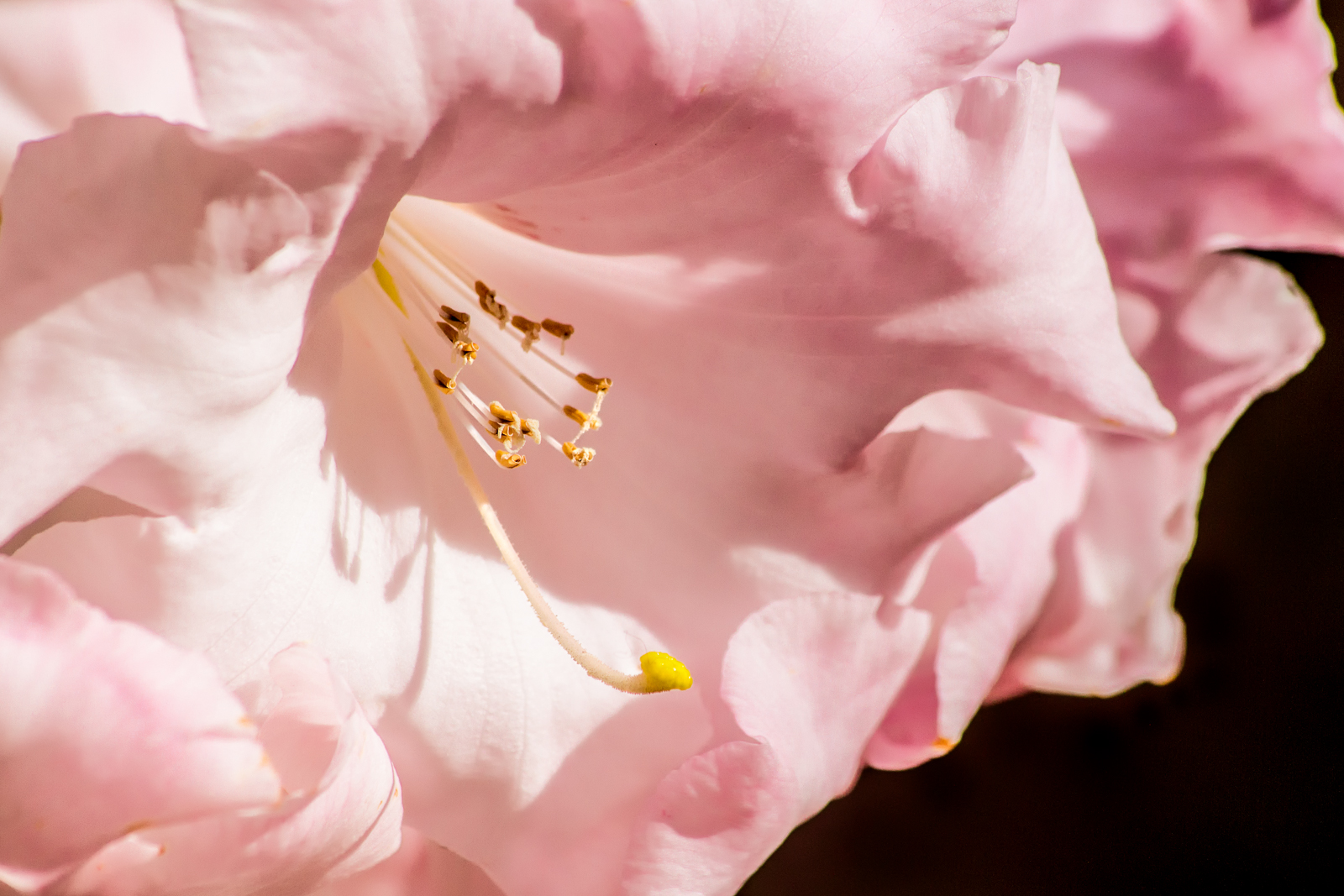 Rhododendron #2