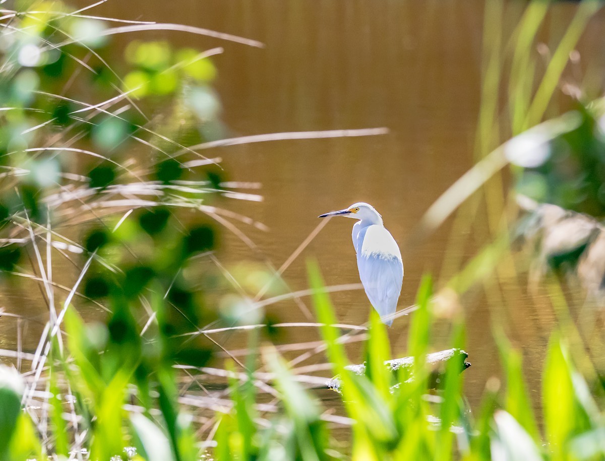 Snow Egret in backwater