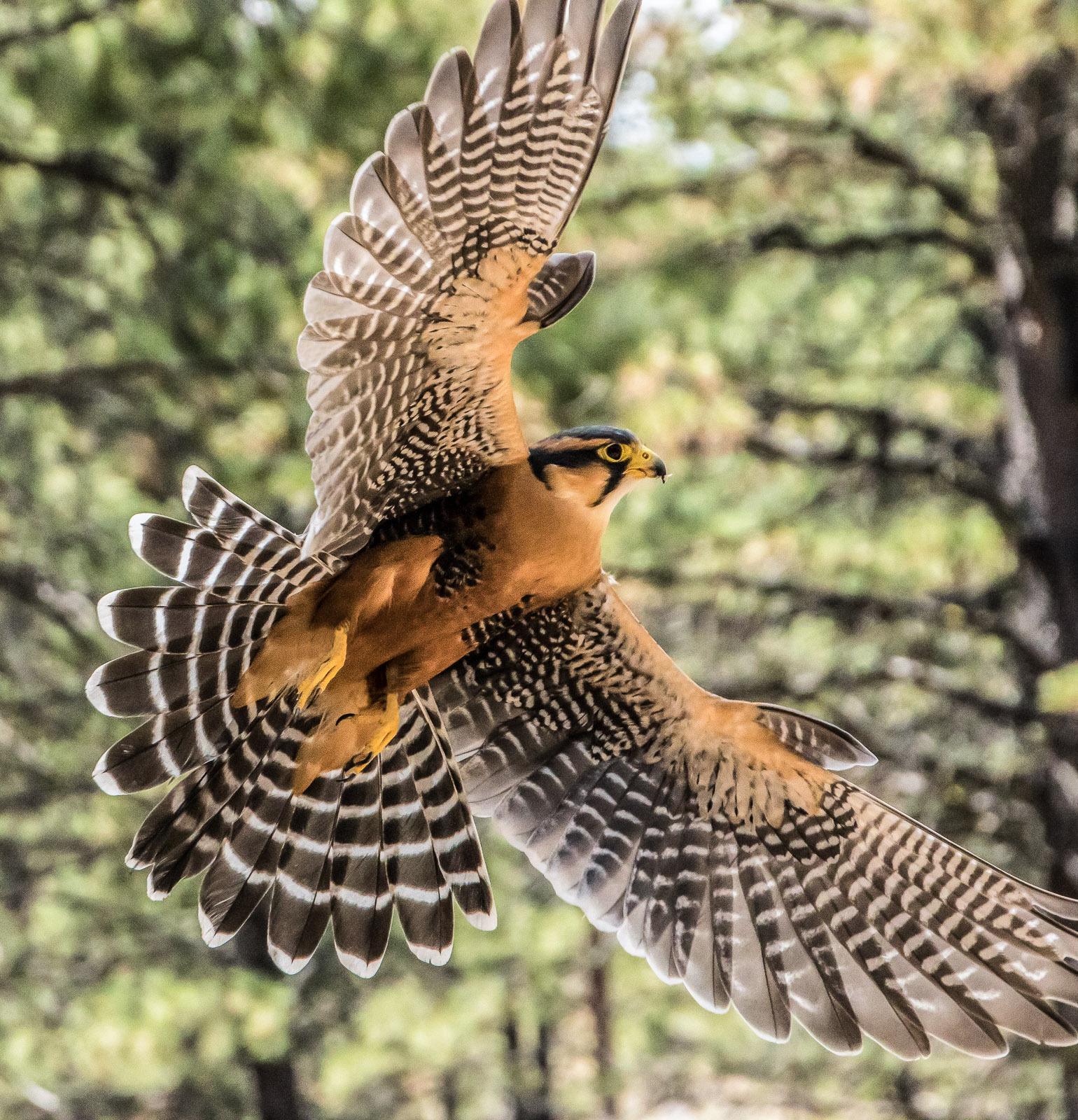 Aplomado Falcon