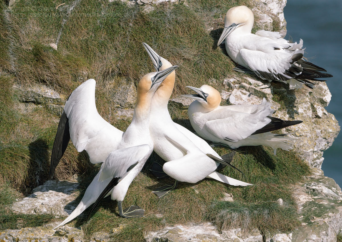 Courting Gannets