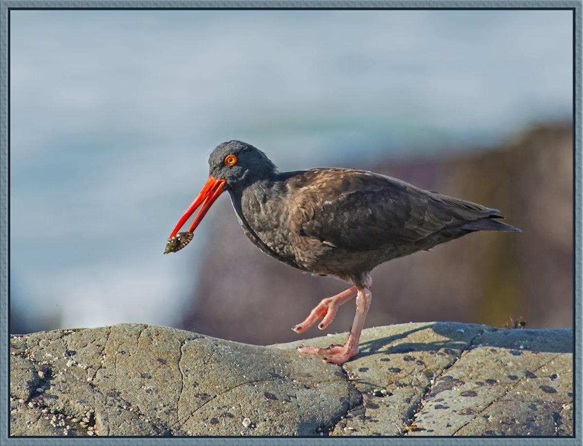 Black Oystercatcher