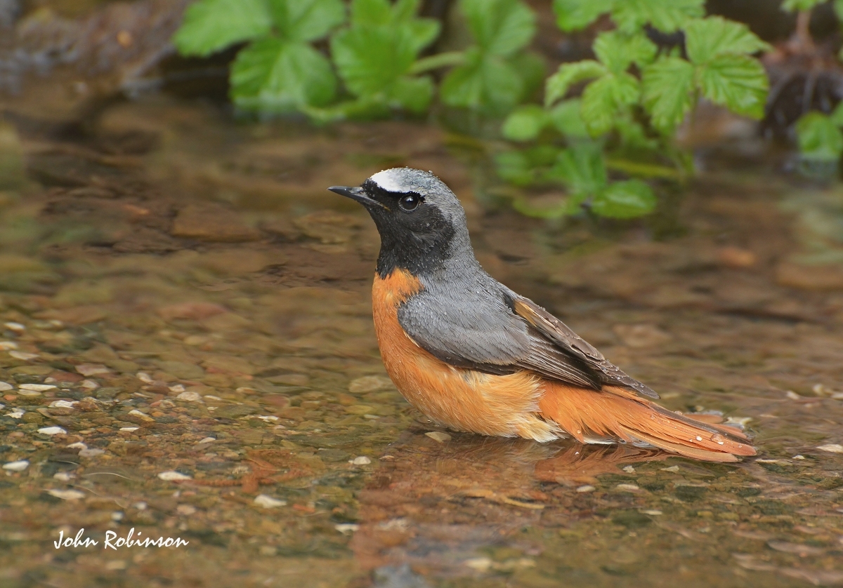 Redstart