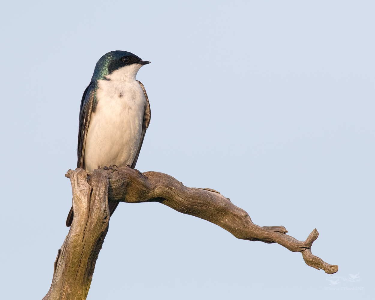Tree Swallow