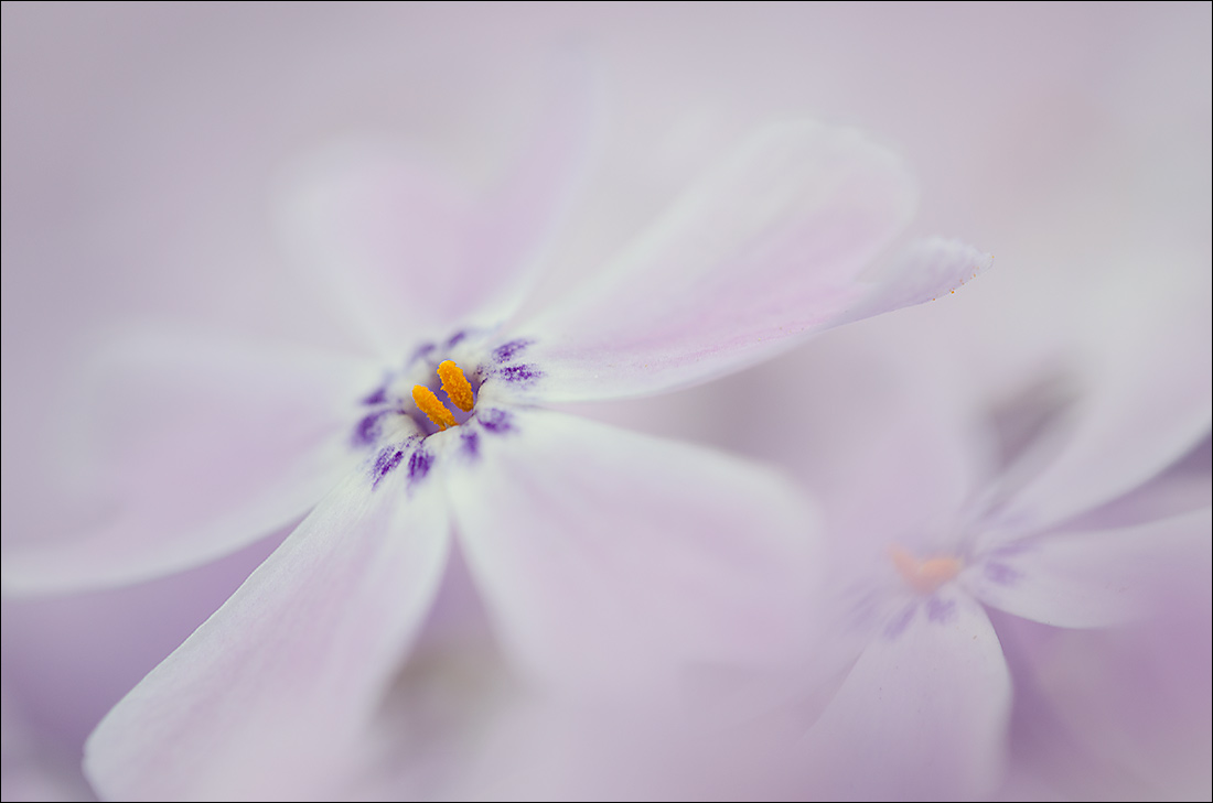 One more phlox photo