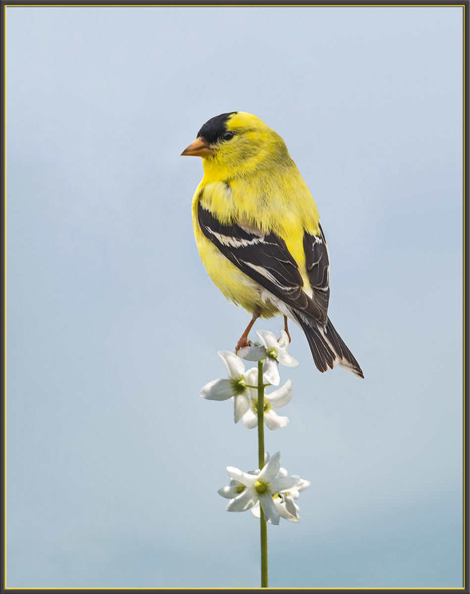American Goldfinch