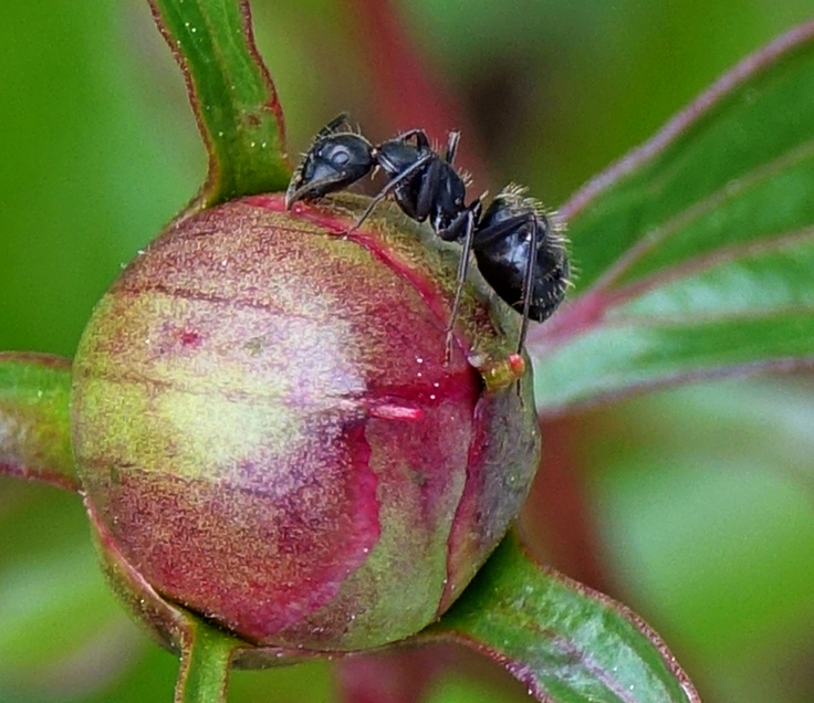 Ant on Peony Bud