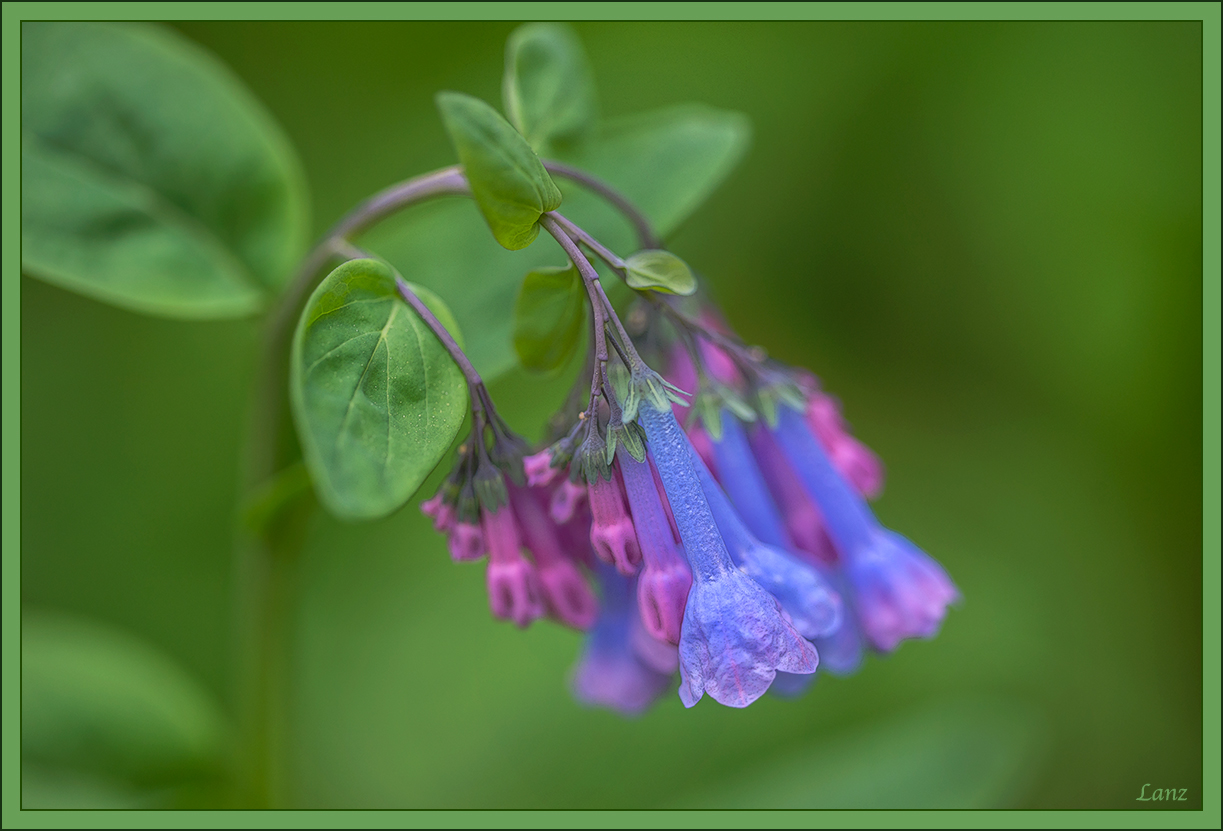 Bluebells 2017