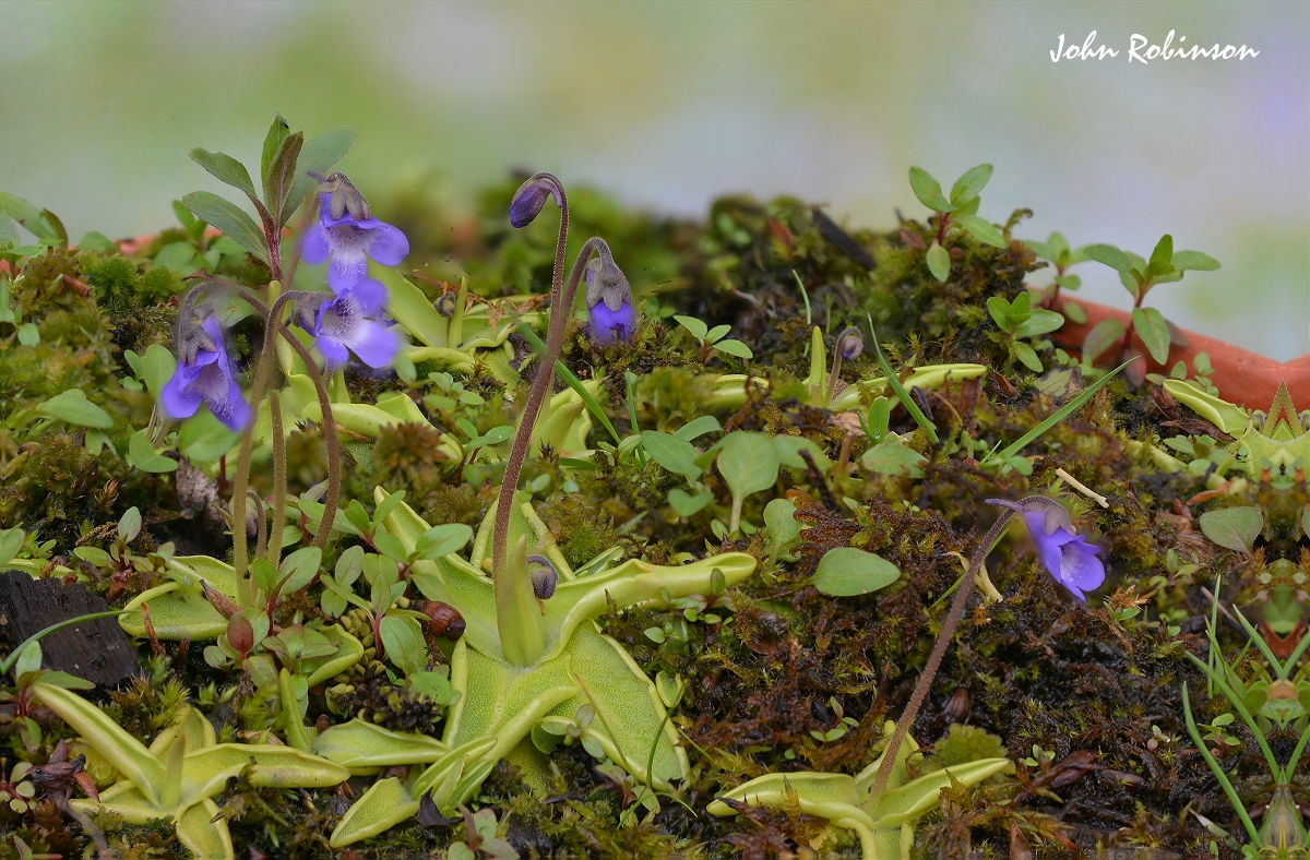 Butterwort( test)