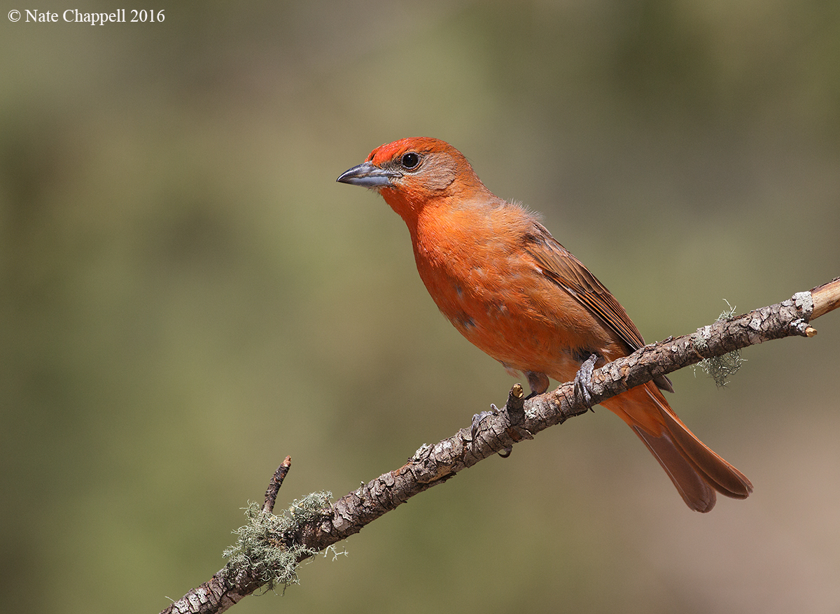 Hepatic Tanager 