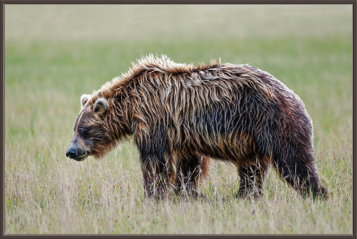 Grizzled