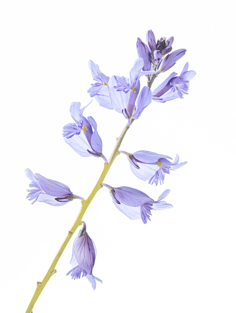 Field flowers are back