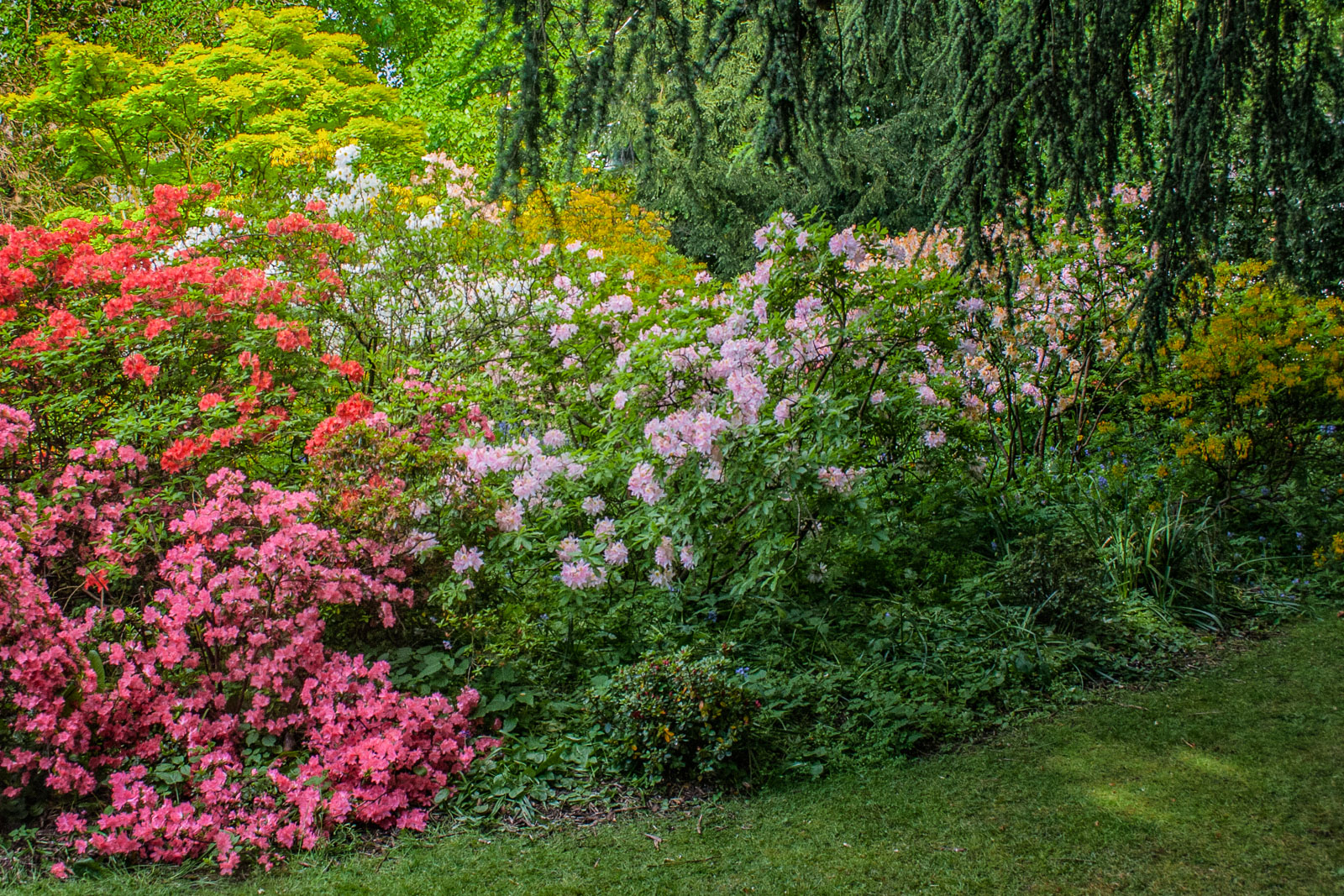 Bank of Azaleas