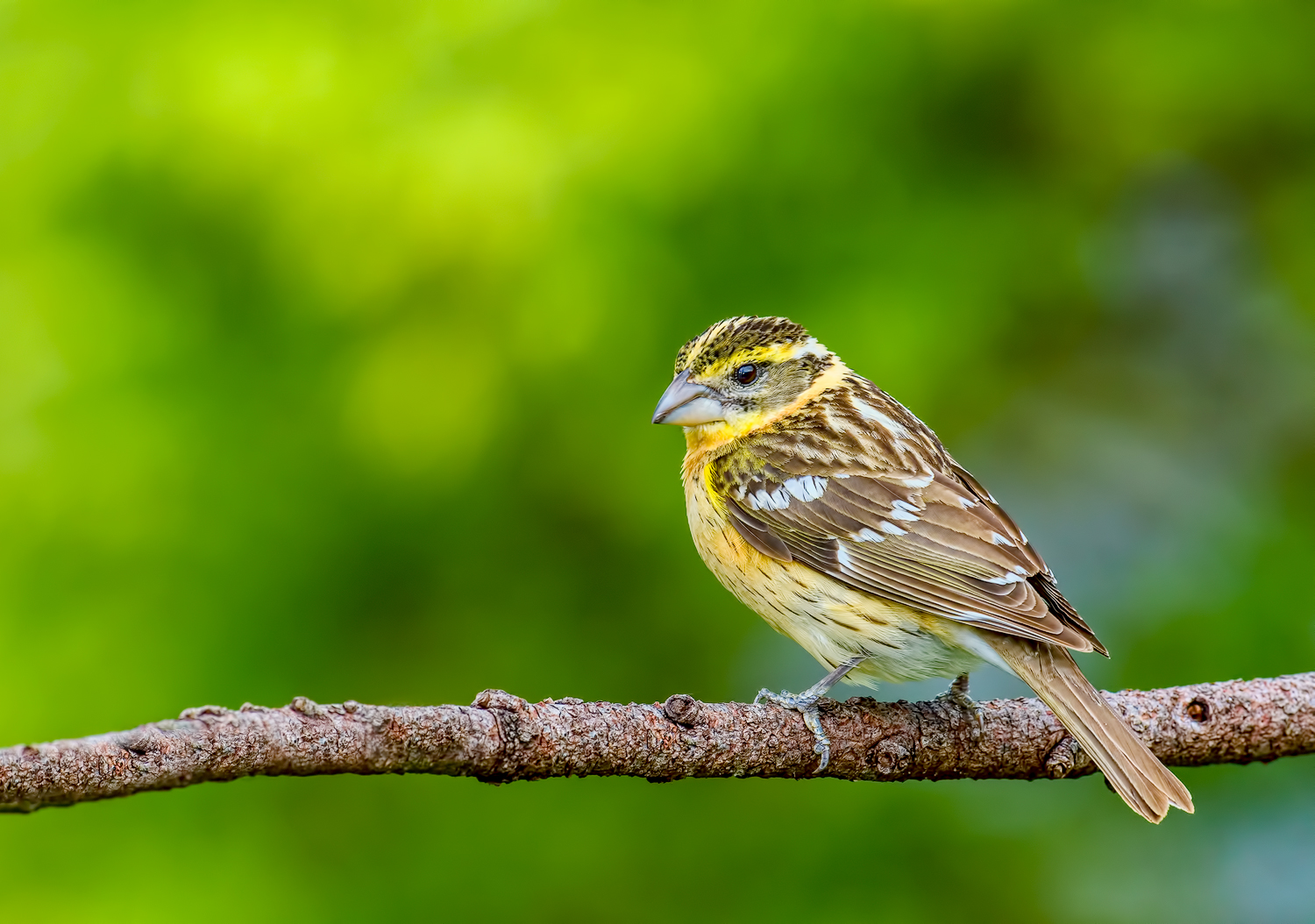 BH Grosbeak & RP