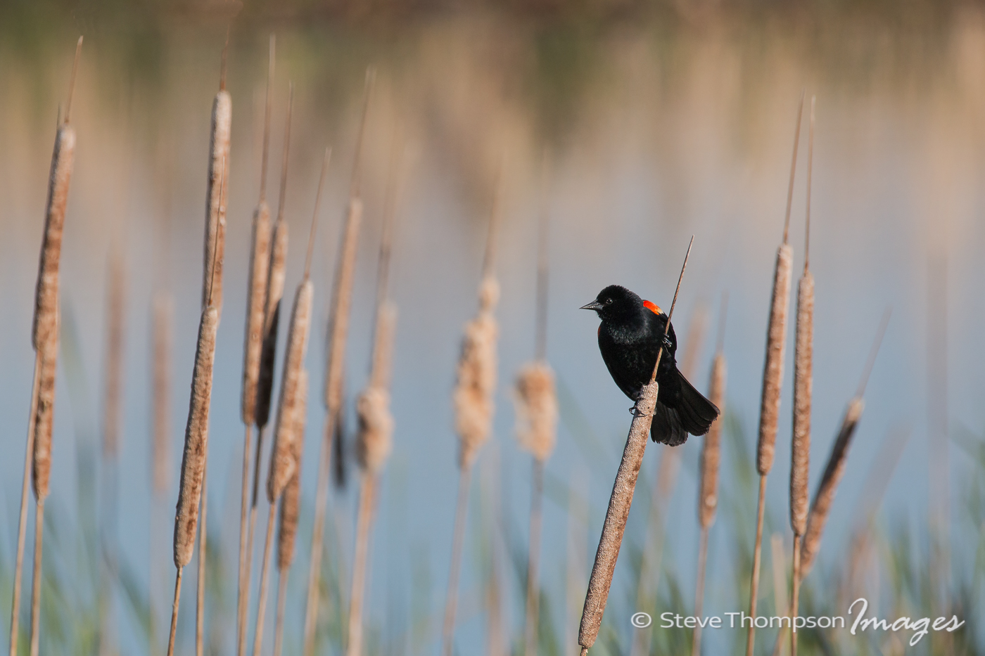 Red-winged Blackbird