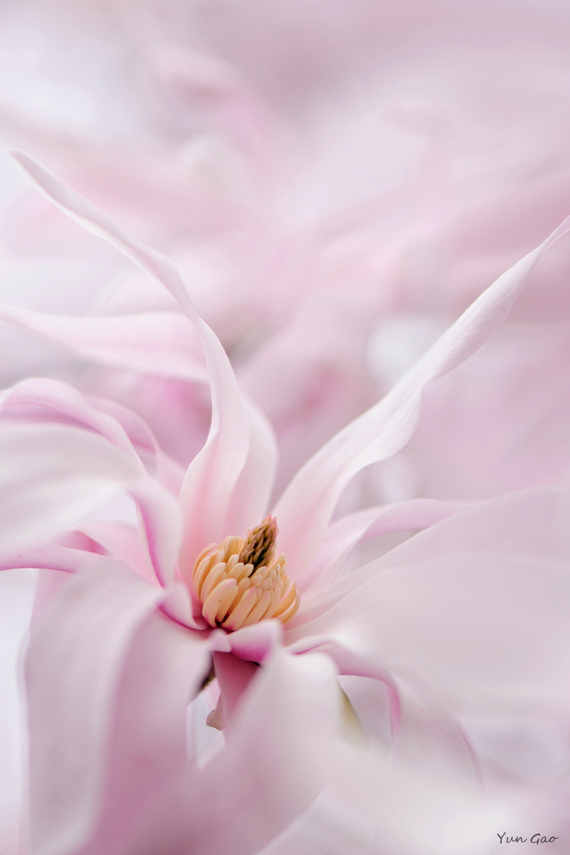 Dancing magnolia #2 + RP