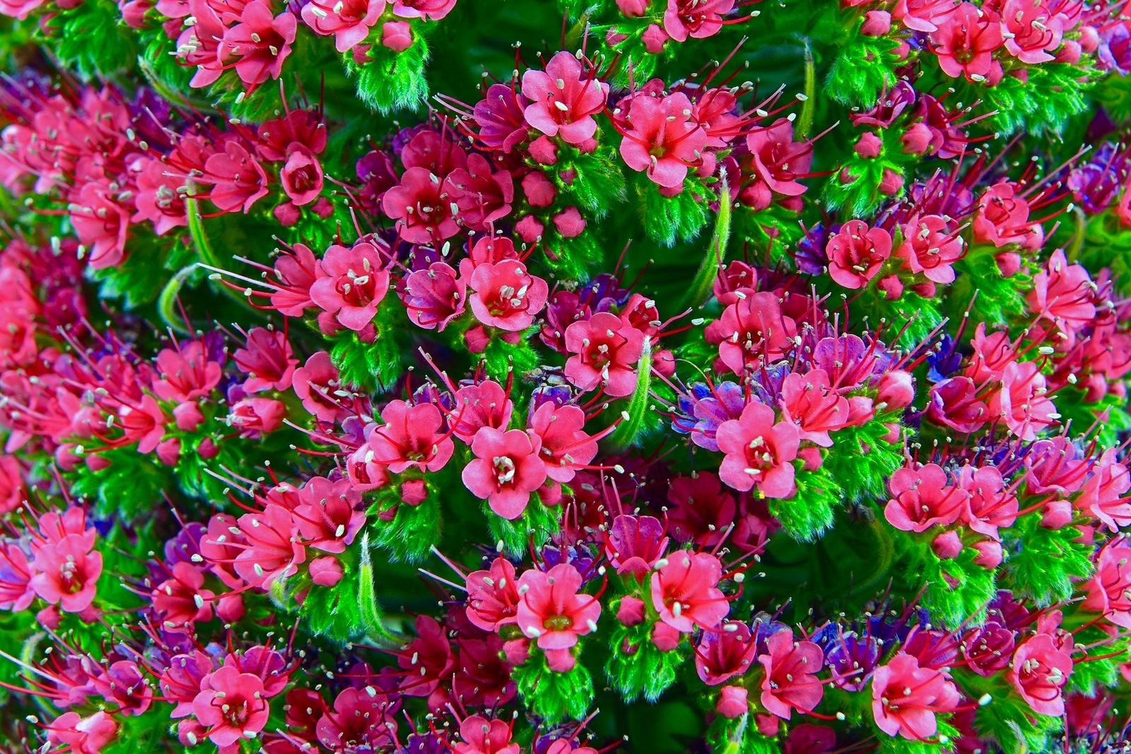 Flower Puzzle