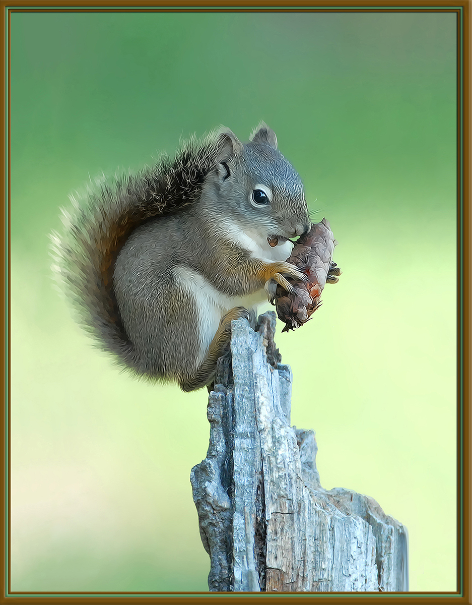 Red Squirrel kit