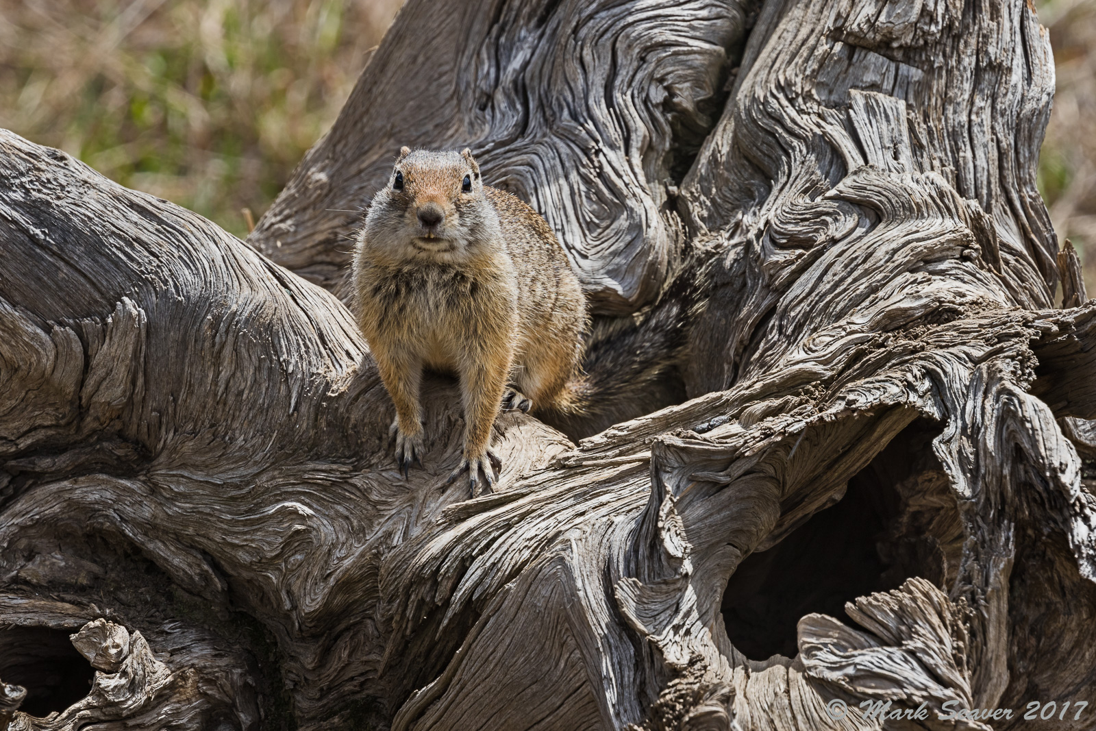 Uinta Ground Squirrel