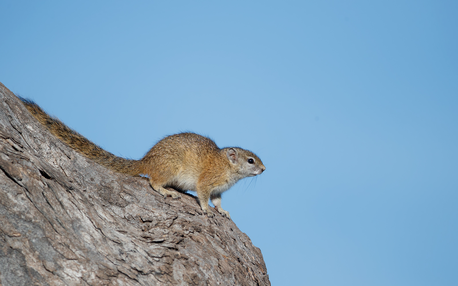 Tree Squirrel