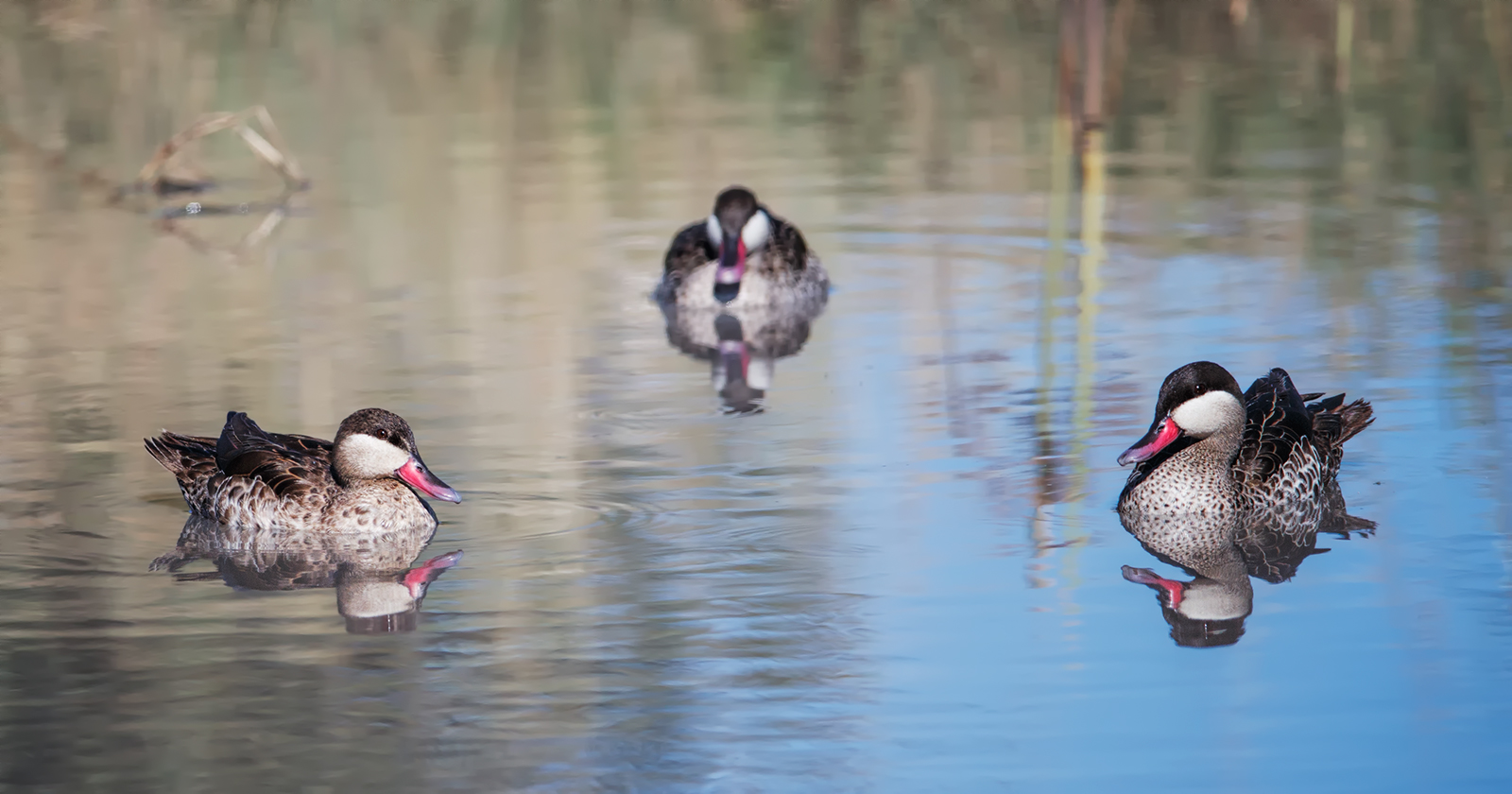 Red Billed Teal