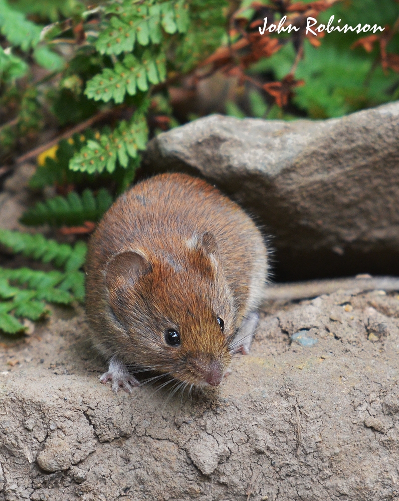 Bank Vole