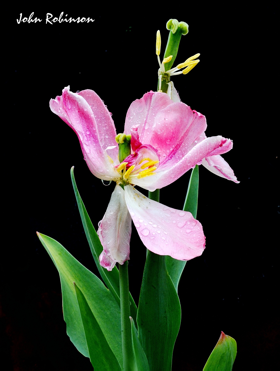 Spring is Over