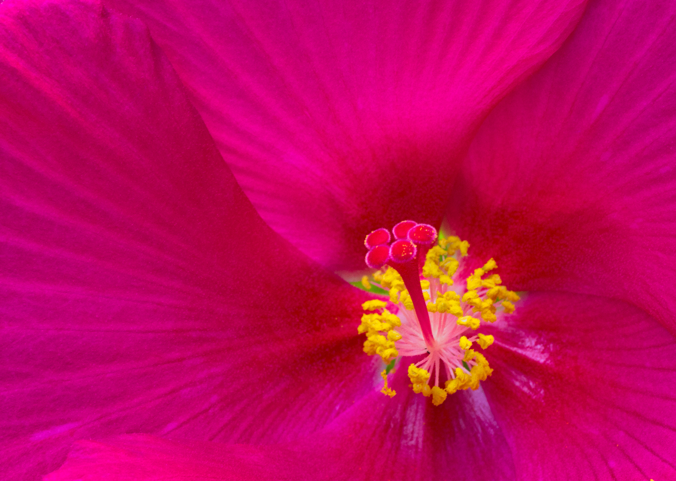 Hibiscus