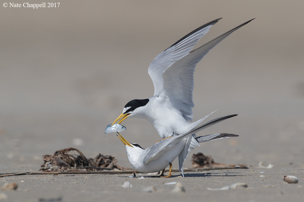 Least Tern Courtship 
