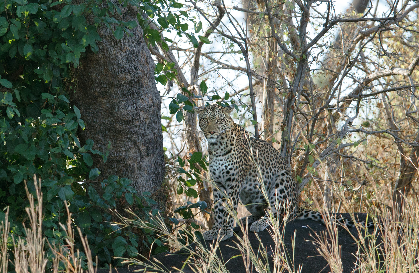 Guarding